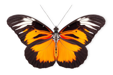 Fototapeta premium Beautiful Heliconius butterfly isolated on a white background with clipping path