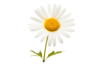 White Daisy With Yellow Center on White Background. On a White or Clear Surface PNG Transparent Background.