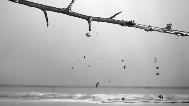 a branch of thorns being pulled quickly out of a pool of silver metallic paint with droplets of paint falling off of the branch with a gray backdrop STATIC SHOT