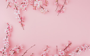 Obraz premium Sakura, cherry blossoms in full bloom on a pink background.