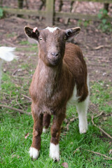 Fototapeta premium A brown goat on a farm