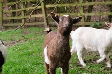 A brown goat