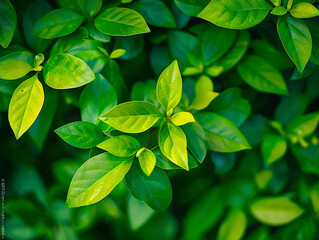 Fototapeta na wymiar Vivid green tropical leaves with striking linear patterns and natural shine close-up