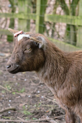 Fototapeta premium A brown goat with horns