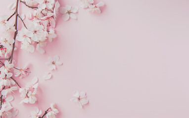 Naklejka na ściany i meble Sakura, cherry blossoms in full bloom on a pink background.
