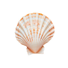 A shell on a Transparent Background