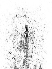 roots and rhizomes
 - obrazy, fototapety, plakaty