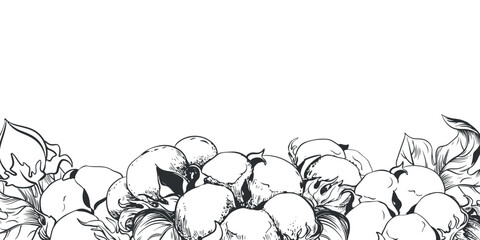 Composition of cotton flowers. Botanical illustration of a horizontally lying branch. Vector hand drawing in engraving style. Ink sketch for wrapper. The linear design imitates the etching technique.