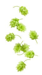 Falling green hop, isolated on white background, full depth of field