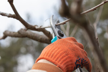 Man pruning trees in the garden. Spring. Close up view.