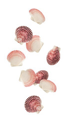 Falling scallops sea shell isolated on white background, full depth of field
