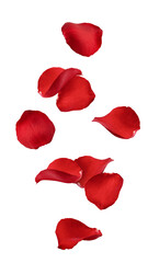 Falling Rose petal, isolated on white background, full depth of field