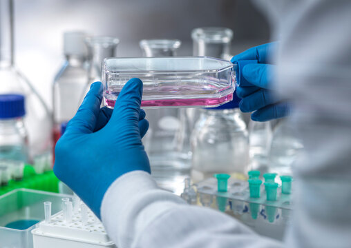 Senior scientist holding medical sample in cell culture flask at laboratory