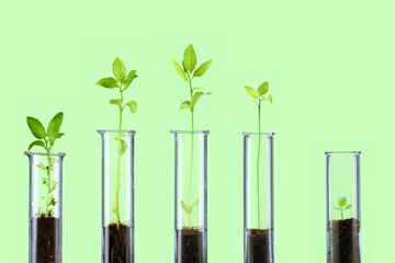 Many test tubes filled with soil and containing growing stems on green background. Botanical research