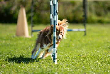 Border collie dog weaving in between upright poles at agility class