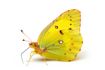 Beautiful Clouded Yellow butterfly isolated on a white background with clipping path. Side view.