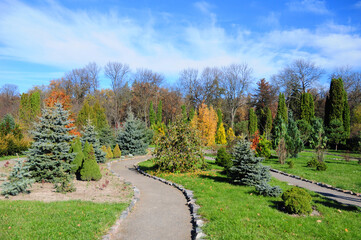 Beautiful garden path with colorful autunm landscape design, yews, thuja, picea glauca conica, blue spruce.