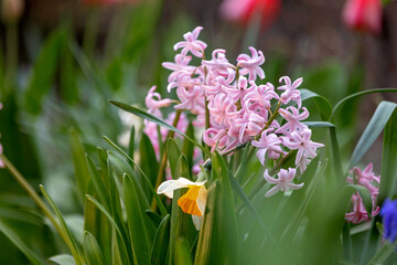 Beautiful flowers in garden, colorful spring, hyacinths