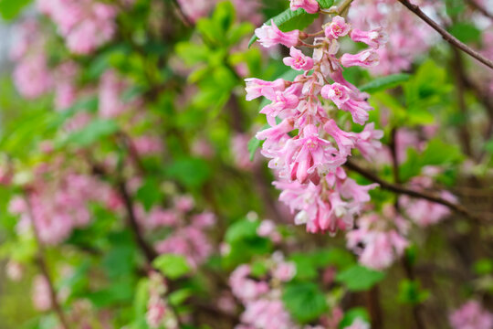 Pink Ribes or Ribes sanguineum flowers and green leaves on a shrub in springtime. Image with selective focus
