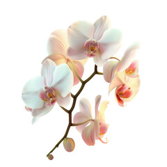 A flower in close-up on a Transparent Background