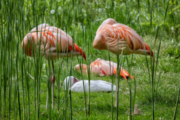 Chilean Flamingo Birds Sleeping - 779485527