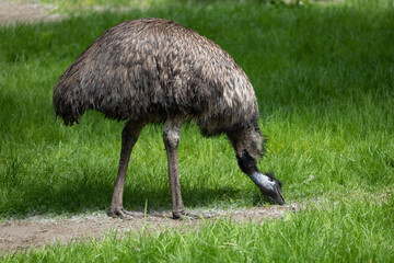 Emu Bird Grazing In Meadow