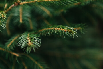 Close up pine tree green branches, coniferous tree texture blur nature background, christmas tree in the forest or city park

