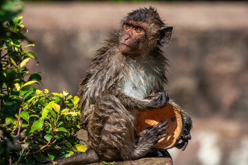Wet Crab-eating Macaque With Coconut Shell - 779485766