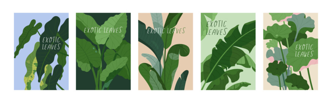 Naklejki Tropical leaf plant, posters set. Exotic botanical cards with big green leaves, greenery. Natural floral backgrounds. Flora, vegetations, modern eco wall art collection. Flat vector illustration