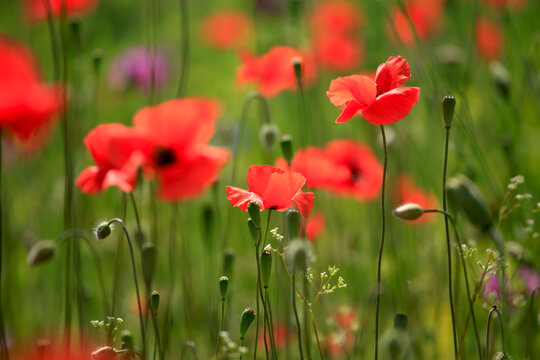 Close-up of blooming and budding poppies
