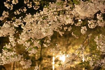 밤에 바라본 벚꽃