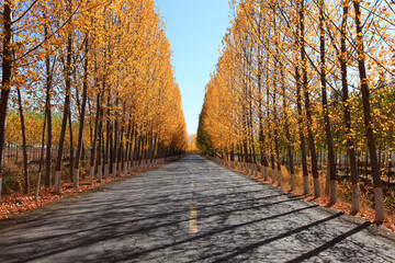 Fototapeta na wymiar In autumn, asphalt roads and beautiful trees, The poplar forest in autumn