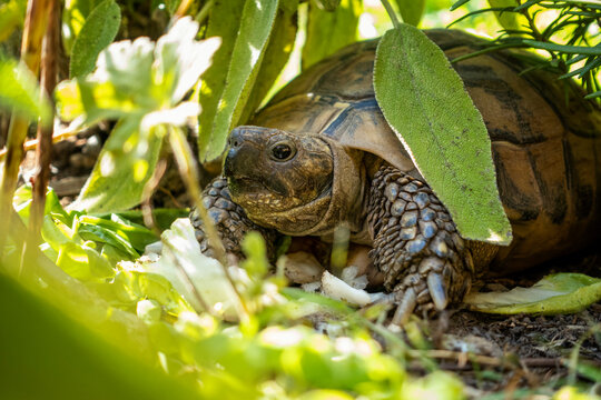 Hermann's Tortoise crawling on grass in garden at Bavaria, Germany