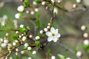 Beginning of flowering of fruit trees, cherries. The first flower opens