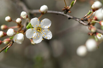 Beginning of flowering of fruit trees, cherries. The first flower opens