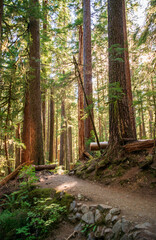 Dense Forest at the Sol Duc Falls trail in Olympic National Park