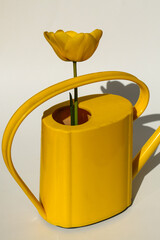 yellow tulip in a yellow watering can on white background, art, best wishes