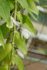 Beautiful blooming orchids of different colors