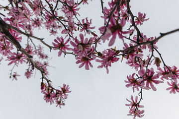 Blooming magnolia in spring. Twigs with flowers. Beautiful light pink magnolia flowers in soft...