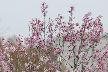 Blooming magnolia in spring. Twigs with flowers. Beautiful light pink magnolia flowers in soft light. Selective focus. Dnepr city, Ukraine. Personifications of spring beauty.