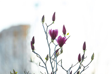 Blooming magnolia in spring. Twigs with flowers. Beautiful light pink magnolia flowers in soft...