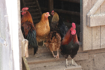 Group of chicken on a farm. Portrait of animal farm background. Countryside landscape. Hen house...