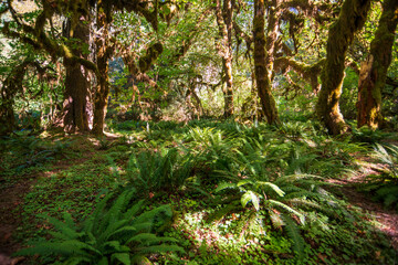 Moss Covered Trees in Hoh Rainforest in Olympic National Park, Washington State