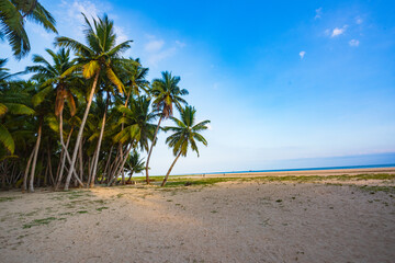 Scenery of coconut grove in the eastern suburbs of Wenchang, Hainan, China Sea, at sunset in the evening - obrazy, fototapety, plakaty
