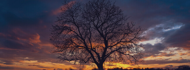 tree and the sunset 