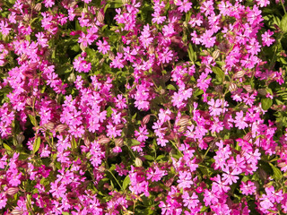 Close up of pink lilac flowers