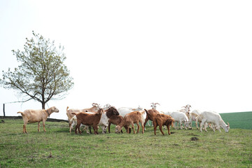 Goats grazing, frolicking pastures, low viewing angle. Farm animals. space for text. High quality...