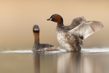 little grebe water bird perkozek © Huerto