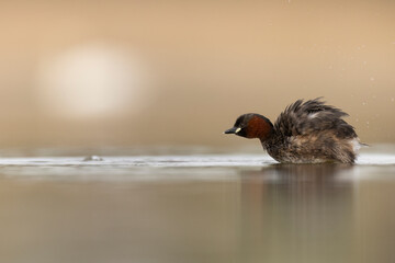 little grebe water bird perkozek