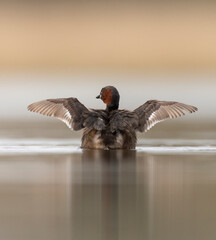 little grebe water bird perkozek © Huerto